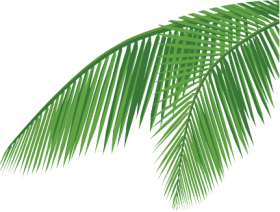 Coconut Leaf